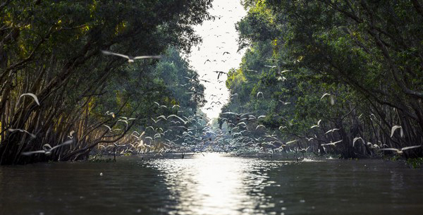  Rừng tràm Tràm Chim