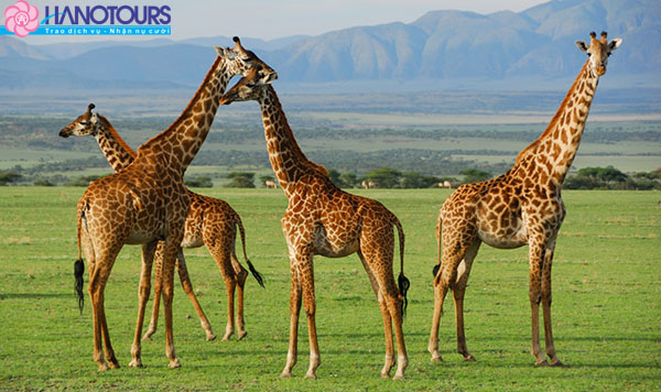 serengeti_national_park