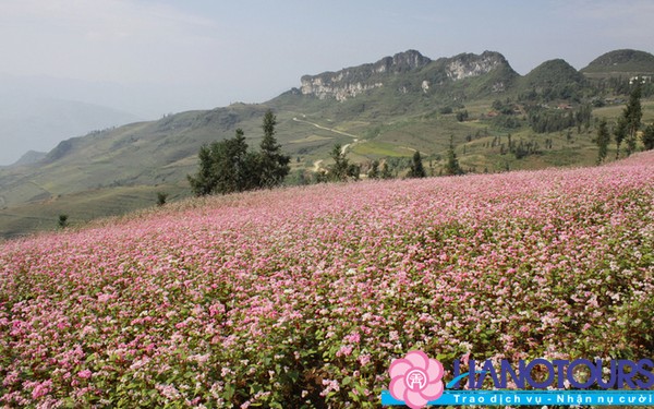 du lịch hà giang ngắm hoa tam giác mạch