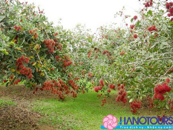 tham-miet-vuon-khi-du-lich-mien-tay