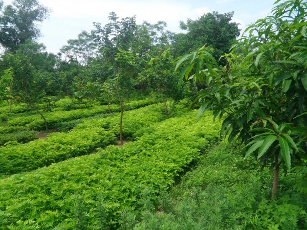 Trồng cây sưa đỏ mang lại hiệu quả kinh tế cao