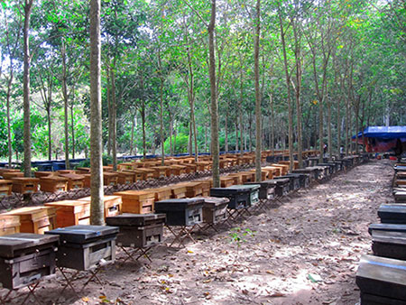 Mật Ong Hoa Nhãn Tây Bắc 700ml - 7