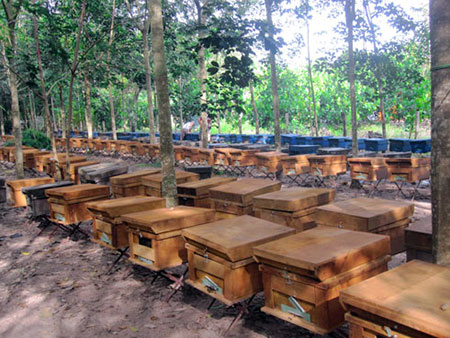 Mật Ong Hoa Nhãn Tây Bắc 700ml - 8