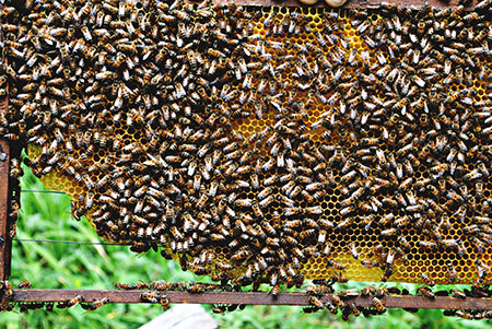 Mật Ong Hoa Nhãn Tây Bắc 700ml - 9