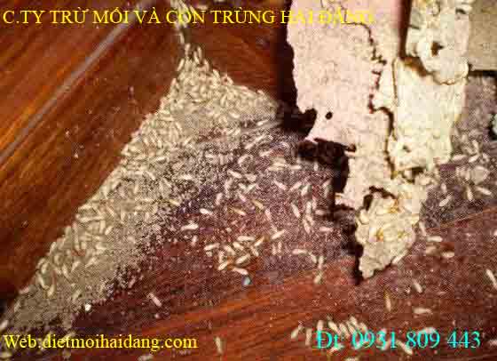 diệt mối giá rẻ