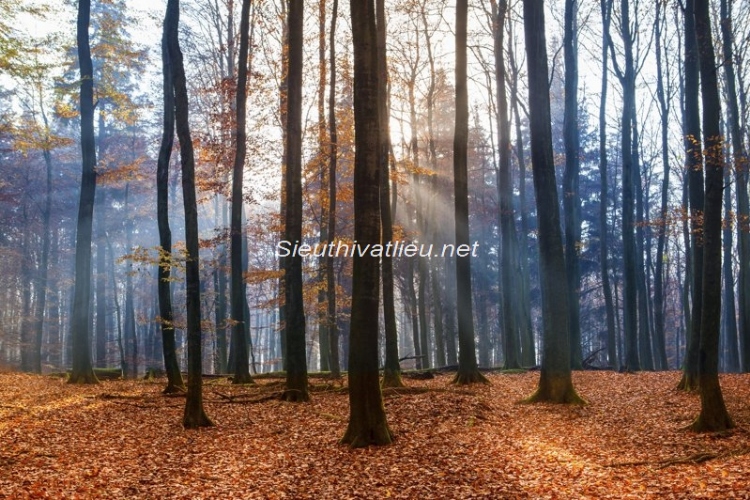 Tranh dán tường thiên nhiên D0082