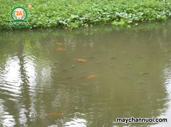 Kỹ thuật ươm cá mè hoa