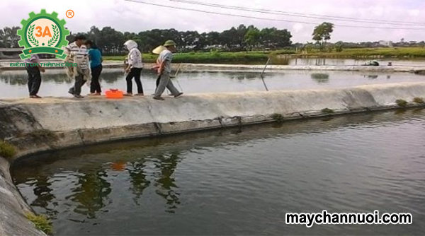 cách nuôi cá rô phi thương phẩm thành công