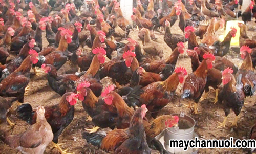 Cách nuôi gà mía lai 2