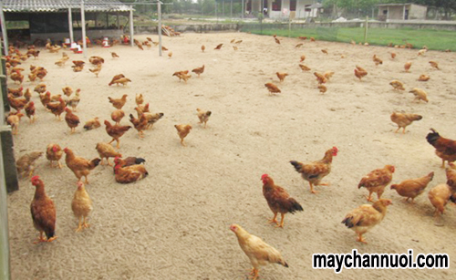 Cách nuôi gà trên sân cát