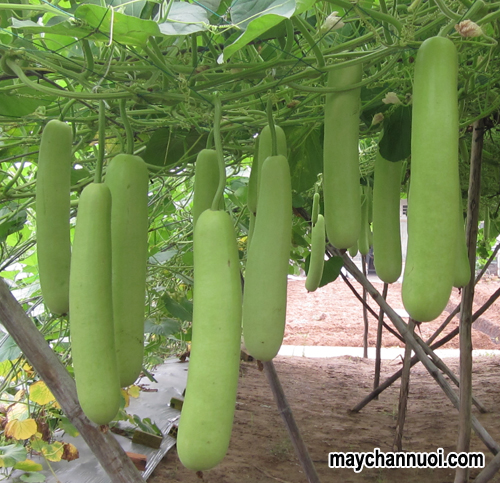 Kỹ thuật trồng bầu