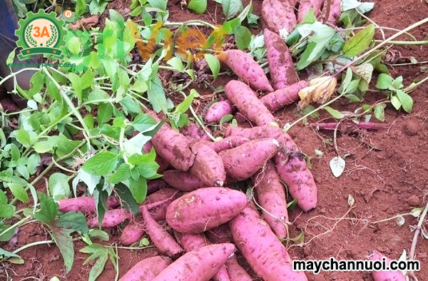 Cách ủ chua khoai lang cho lợn