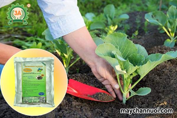 công dụng của Trichoderma trong nông nghiệp