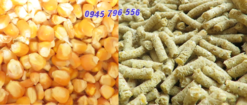 Máy ép cám viên công suất lớn