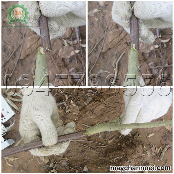 Dụng cụ ghép cành tạo ra vết khuyết giúp các cành cây khi ghép dính chặt vào nhau