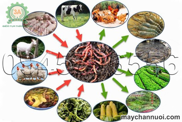 hướng dẫn làm cám viên