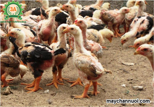 Kỹ thuật nuôi gà đông tảo con 1