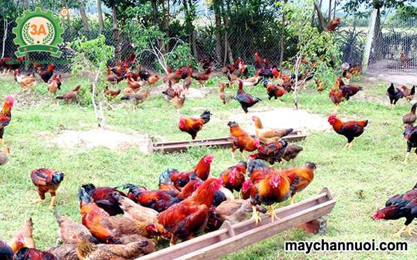 Kỹ thuật chăn nuôi gà thịt thả vườn