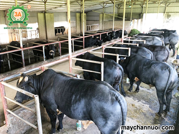 Kỹ thuật Nuôi Bò 3B