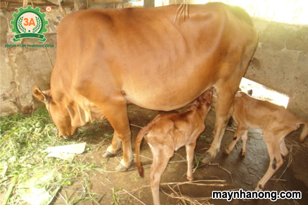 Kỹ thuật nuôi bò sinh sản