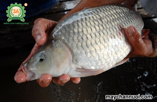 cá chép thương phẩm