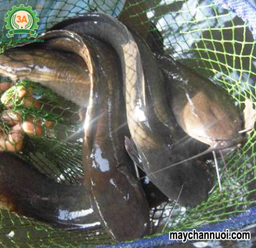 Kỹ thuật nuôi cá trê vàng lai