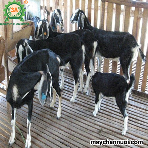 kỹ thuật nuôi dê sinh sản