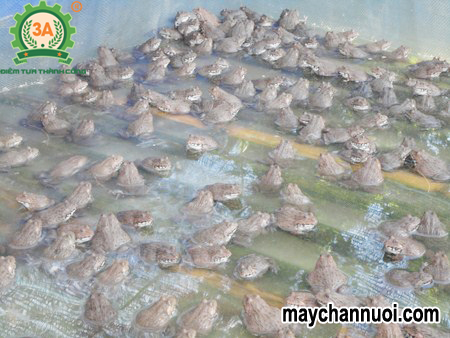 Kỹ thuật nuôi ếch thịt
