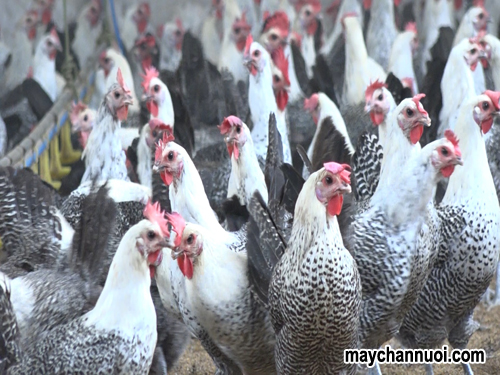 Kỹ thuật chăn nuôi gà ai cập