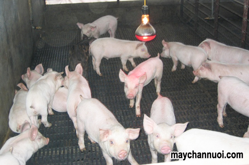 Kỹ thuật nuôi heo con nhanh lớn