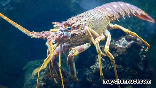 Kỹ thuật nuôi tôm hùm