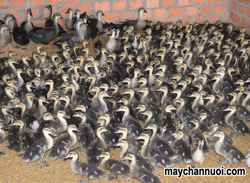 Kỹ thuật chăn nuôi vịt trời con