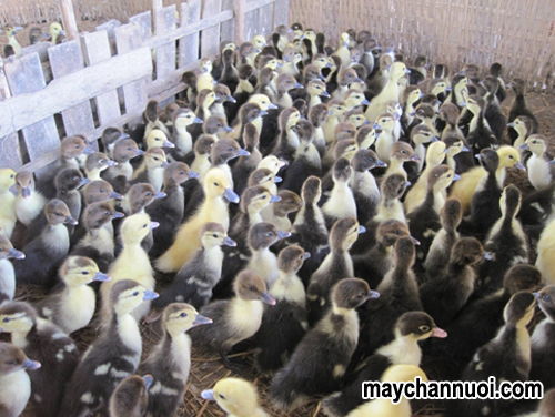 kỹ thuật chăn nuôi vịt xiêm