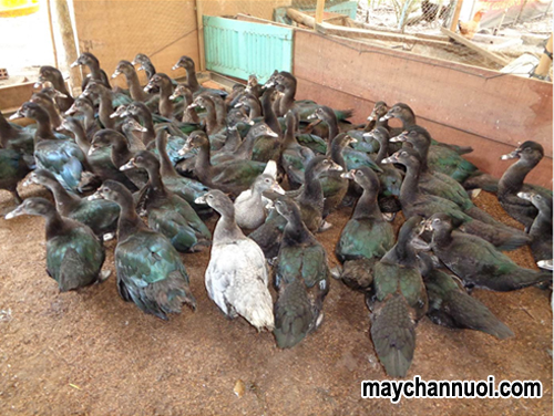 kỹ thuật nuôi vịt xiêm