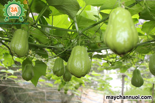 Kỹ thuật trồng su su cho sai quả