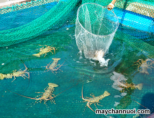 Kỹ thuật nuôi tôm hùm