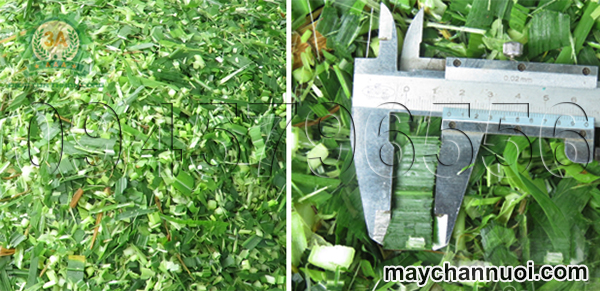 máy băm cỏ voi 3A