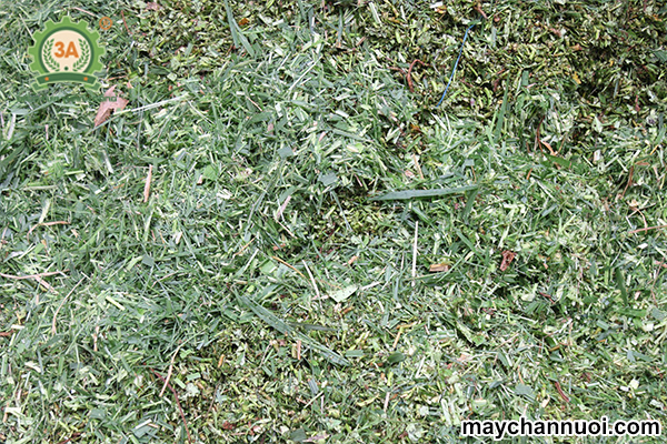 Năng suất băm vượt trội 1100kg/giờ