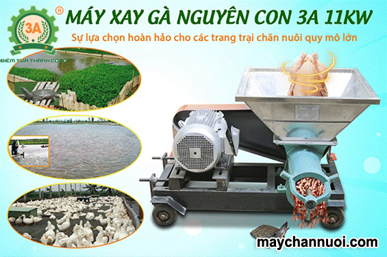 máy xay cá, gà nguyên con