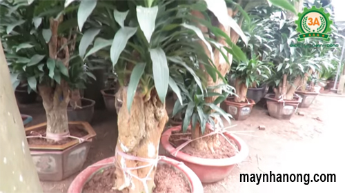 Mô hình trồng cây cảnh thu lợi nhuận cao