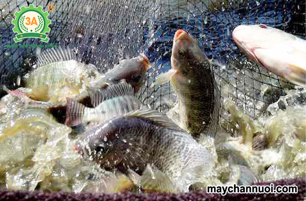 nuôi cá rô phi trong ao đất