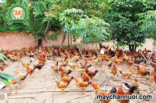 Kỹ thuật chăn nuôi gà thả vườn