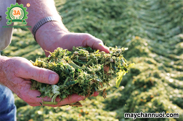 ủ chua lá sắn cho gia súc