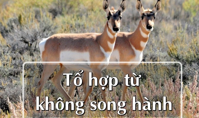 Một số tổ hợp từ trong tiếng Anh không bao giờ song hành