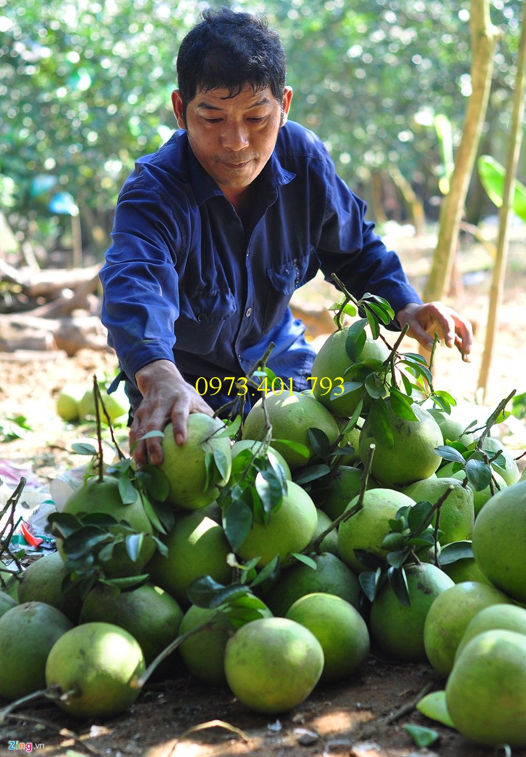 Trồng và chăm sóc giống bưởi siêu ngọt