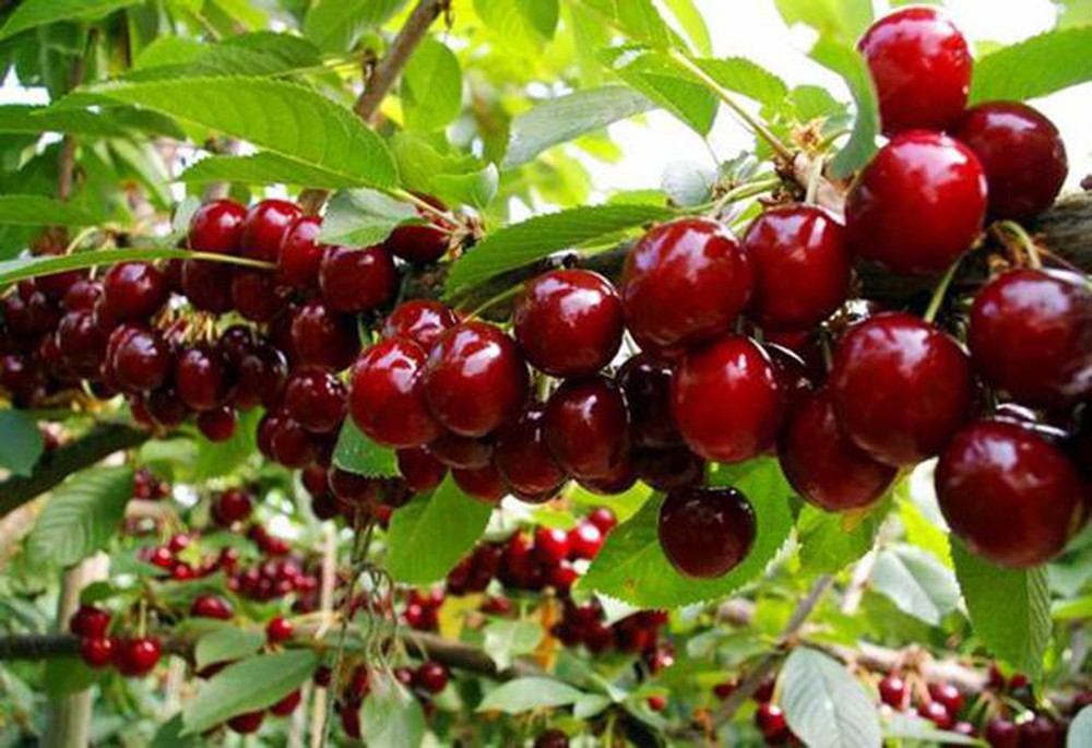 Hướng dẫn cách trồng và chăm sóc Cherry Brazil