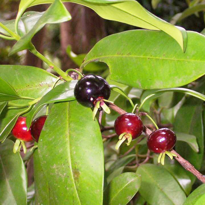 Hướng dẫn cách trồng và chăm sóc Cherry Brazil