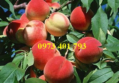 Giống cây đào chín sớm