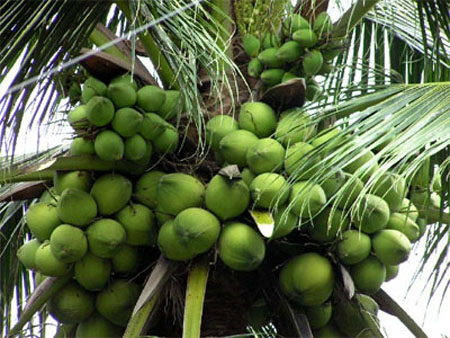 Kỹ thuật trồng và chăm sóc giống cây dừa