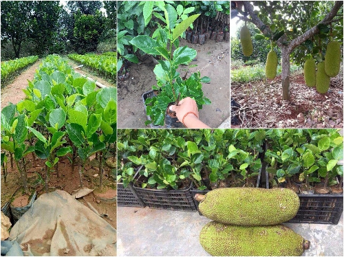 CÂY MÍT TRÁI DÀI MALAYSIA 12 Giống cây mít trái dài Malaisia